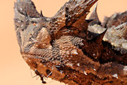 Thorny Devil (Moloch horridus)